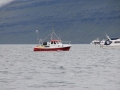IMG_6648 (Medium)