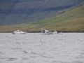 IMG_6650 (Medium)