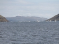 IMG_2070 (Medium)