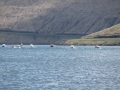 IMG_2080 (Medium)