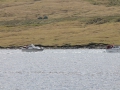 IMG_2084 (Medium)