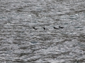 IMG_2147 (Medium)